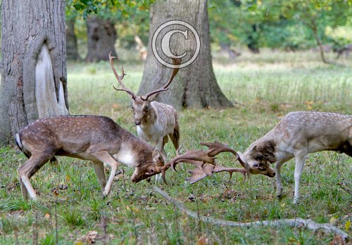 Fallow Deer Bucks Fighting DM1283